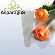 50CM MAGAS 12X5CM VIRÁGTASAK/NATÚR (50DB/CS)