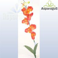 PHALENOPSIS/ NARANCS