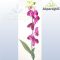 PHALENOPSIS/ LILA