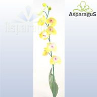PHALENOPSIS/ SÁRGA