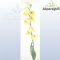 PHALENOPSIS/ SÁRGA