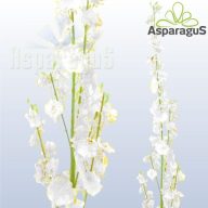 ORCHIDEA/ FEHÉR
