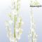 ORCHIDEA/ FEHÉR