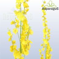 ORCHIDEA/ SÁRGA
