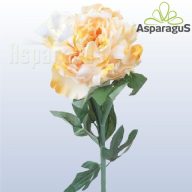 PEONIA/ KRÉM