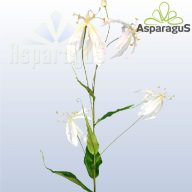 GLORIOSA/ FEHÉR