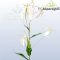 GLORIOSA/ FEHÉR
