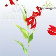 GLORIOSA/ PIROS