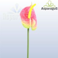 ANTHURIUM/ RÓZSASZÍN