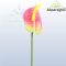 ANTHURIUM/ RÓZSASZÍN