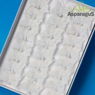 LEPKE CSIPESZES 5CM FEHÉR (24DB/CS)