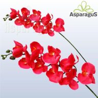 ORCHIDEA PINK***