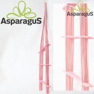 VIRÁG TÁMASZ (LÉTRA) 13CMX77CM/ RÓZSASZÍN (10DB/ CS)