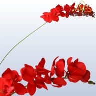 ORCHIDEA PIROS***